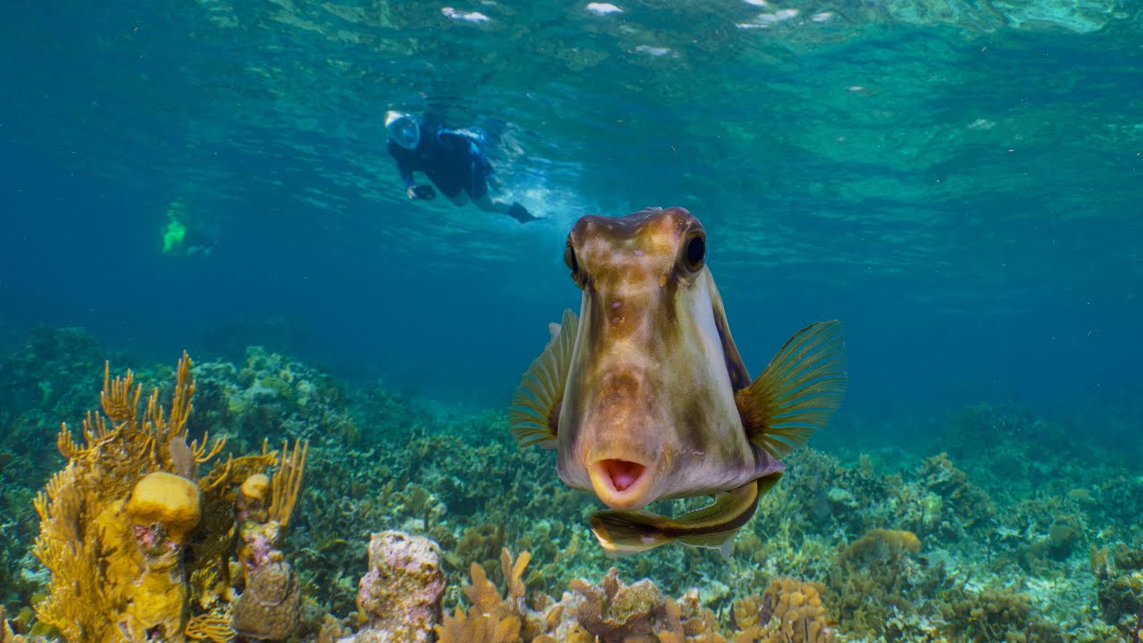 Beautiful Bountiful Belize 2020