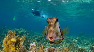 Beautiful Bountiful Belize 2020
