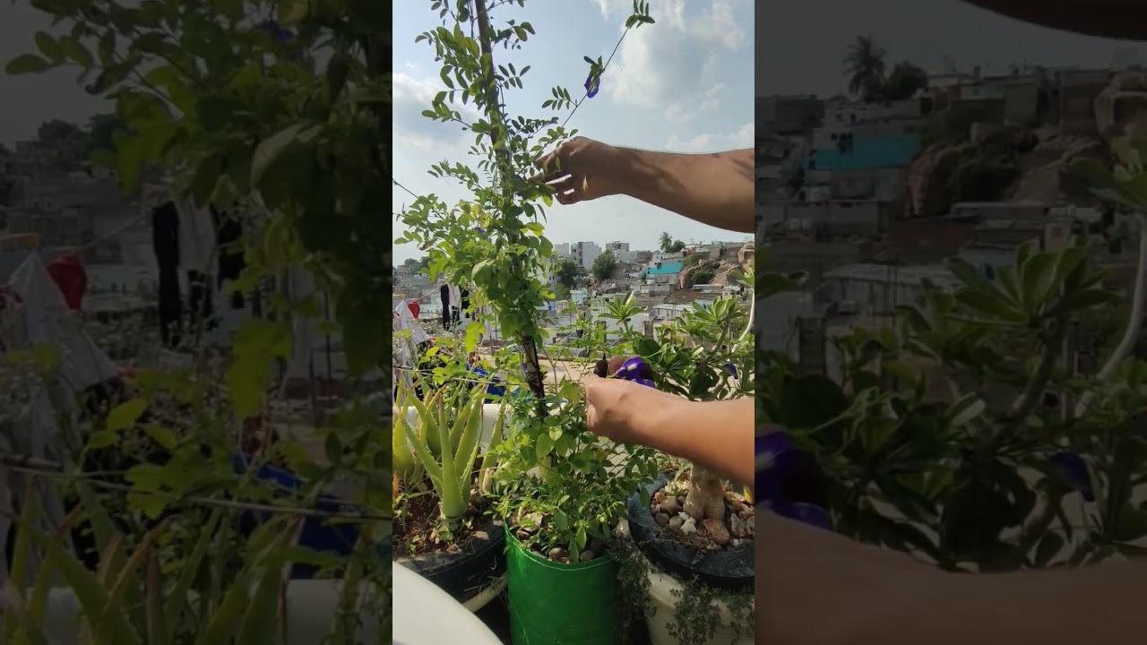 "Mastering Organic Gardening: Tips for a Thriving, Chemical-Free Garden"