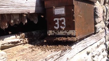 Honey bees swarm arrives at trap. 3rd video