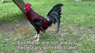 Details Madigan Claret Update