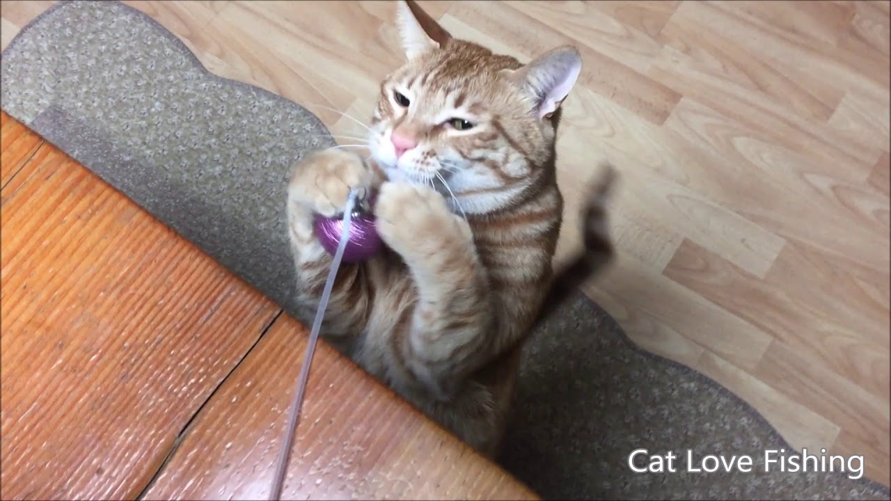 낚시 좋아하는 고양이 Cat Loves Fishing YouTube