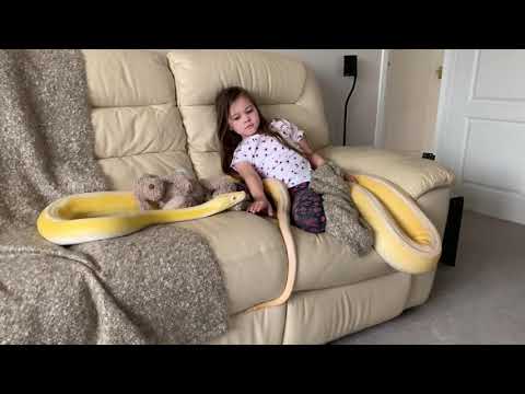 7 year old and Reticulated Python are close couch mates.