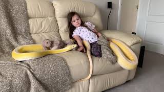 7 year old and Reticulated Python are close couch mates.