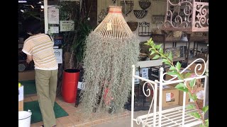 チランジア ウスネオイデス エアープランツ ガーデニング雑貨 Youtube