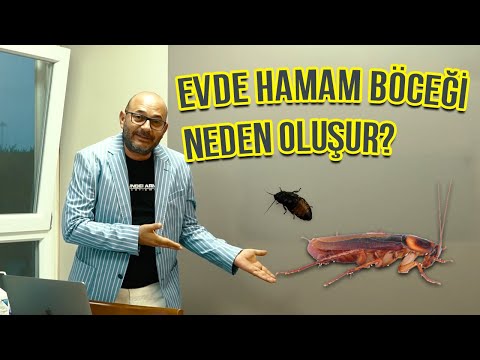 Evde Hamam Böceği Neden Oluşur?