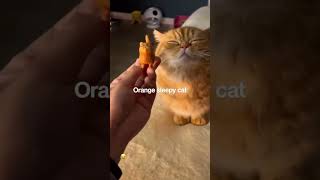 Orange Kittyo A Bit Sleepy From New Beat