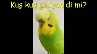 Kuruş Kuş İle Farklı Cümleler