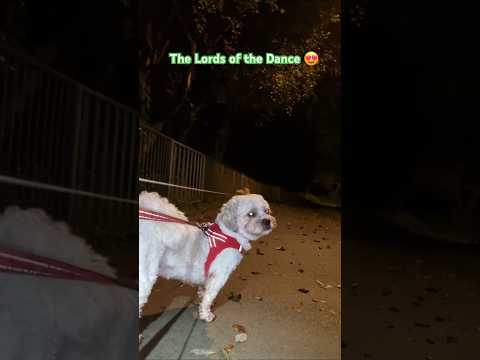 The Terriers early morning dance under the moon and the stars 😍