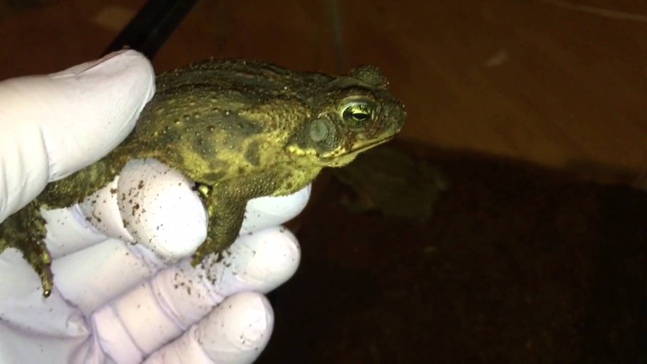 rhinella schneideri Review: Quality Amphibians 5-6-16