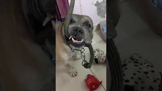 American Bully Bruno Cleverly Tries To Cut His Leash To Meet Guests At Home