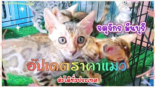 อัปเดตราคาแมว จตุจักร 2 มีนบุรี ร้าน Banglee Cat Home จัดส่งได้ทั่วประเทศ