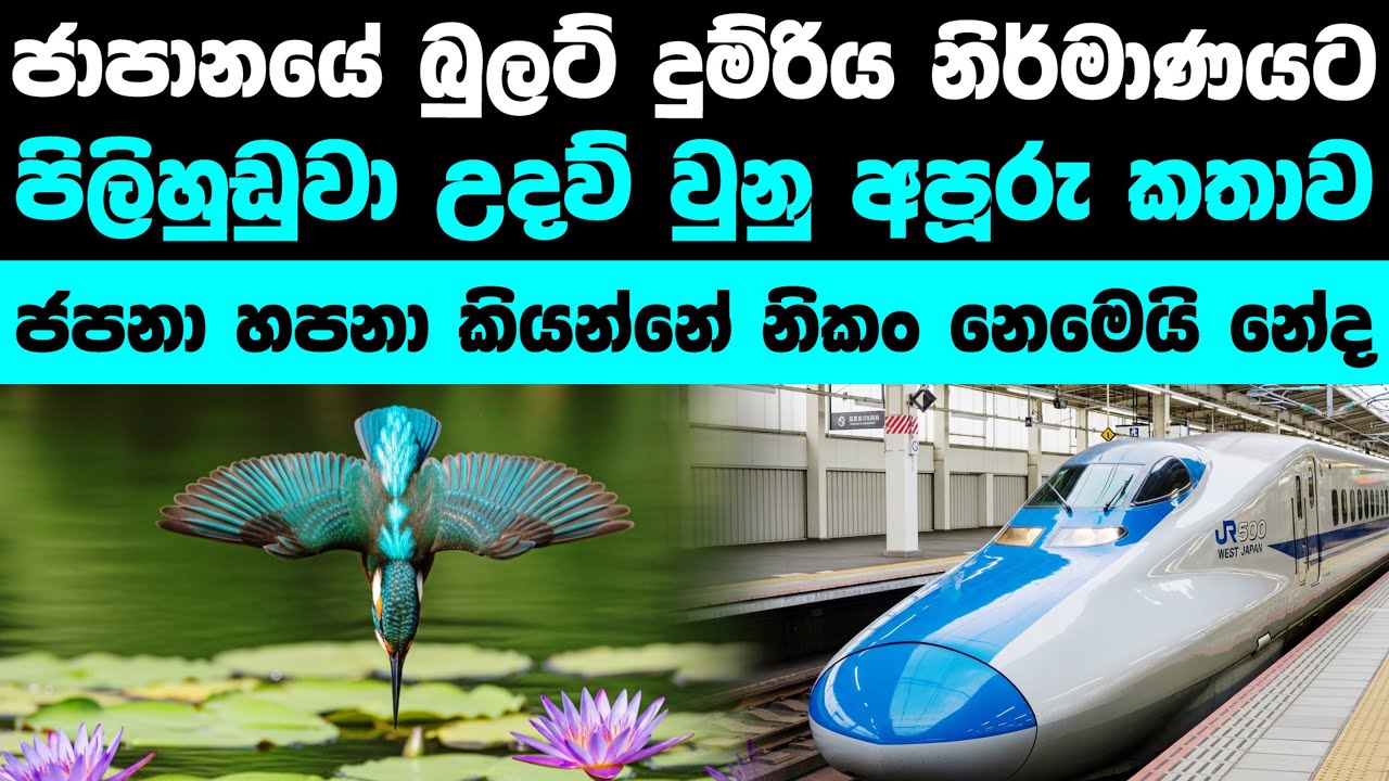 පිලිහුඩුවෙක් පෙන්නපු අමුතු තාක්ෂනය | How kingfisher inspired Bullet trains 
