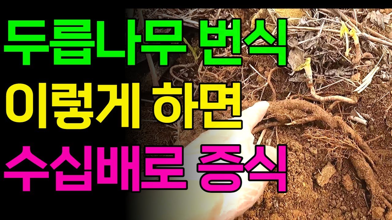 두릅나무 번식 이렇게 해서 수십배로 증식합니다.