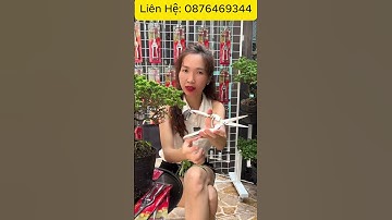 Combo 3 Kéo Tỉa Dăm Cắt Tỉa Cây Cảnh, Cây Bonsai, Thép Trắng Không Gỉ #dungcucat #thinhhanh #review