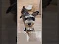 とうとうしゃべり始めました　#しゃべる犬 #ミニチュアシュナウザー