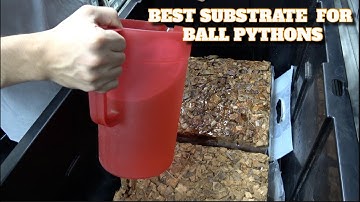 Saturday Snake School! What Substrate We Use For Our Ball Pythons