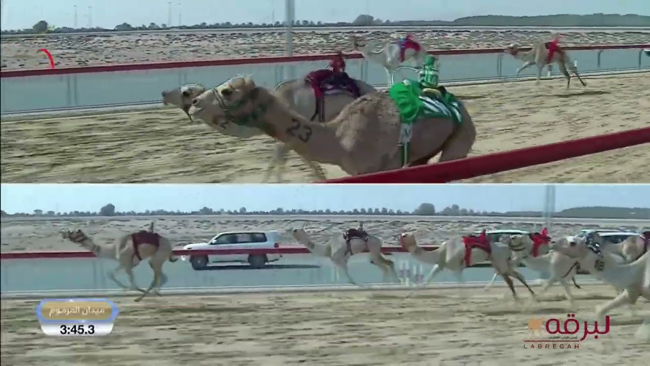 ش14 ثريا لـ هجن الشحانية (فاران محمد بن قريع) تأهيل المرموم الحادي عشر 04-03-2027 لقايا بكار 7:43:4