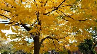 Calm Background For Video Relaxing Music Audio Library.