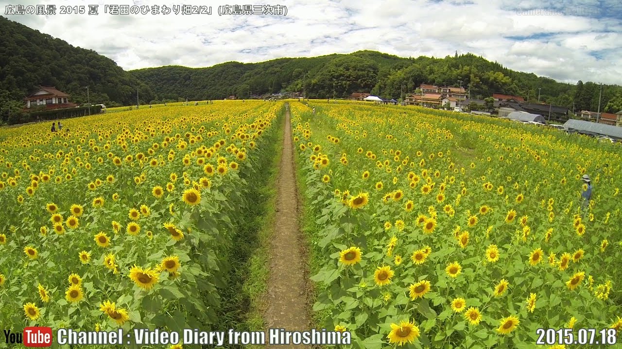 広島の風景15 夏 君田のひまわり畑2 2 07 18 三次市君田 Scenery Of Hiroshima Summer Sunflower Field Of Kimita Miyoshi Youtube