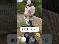 【ドッグラン初体験】まめちゃん、まさかの抱っこスタート！？#かわいい #いぬ #いぬすたぐらむ #いぬのきもち #shorts #youtubeshorts #ytshorts