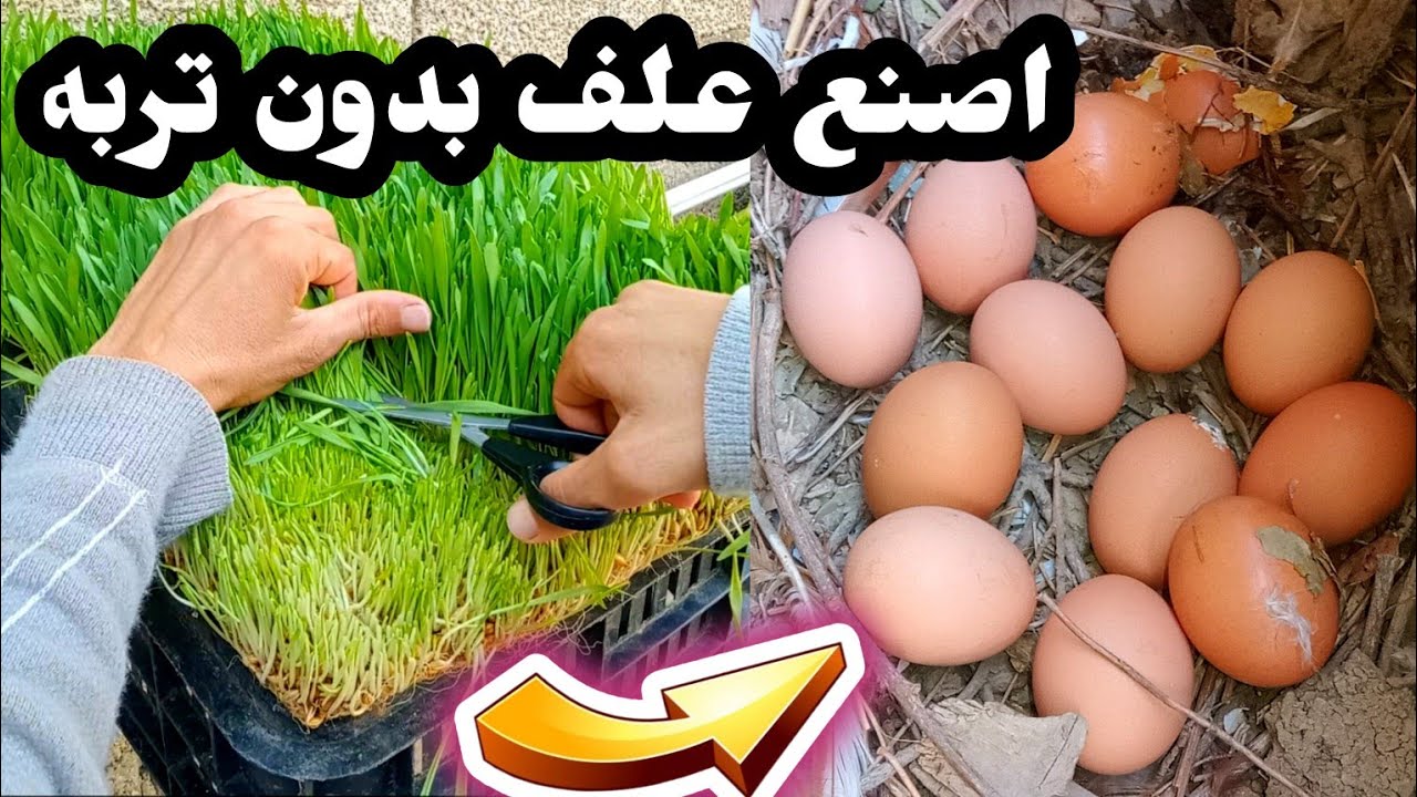 زراعة العلف بدون تربة، زراعة الشعير بدون تربة، احصل على علف بدون تربة، استنبات الشعير والقمح، مزرعتي