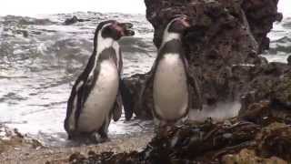 Humboldt Penguin Conservation In Punta San Juan With Saint Louis Zoo Documentary