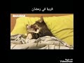 وضع القطط في رمضان 