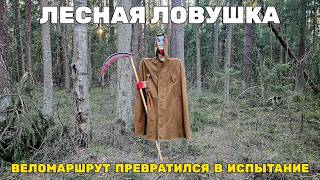Велосипед, лес и немного жести
