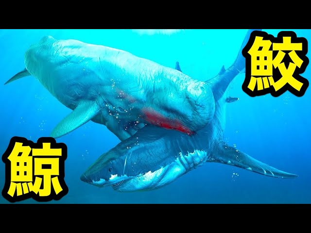 マッコウクジラvsサメ！この勝負に勝った奴が深海最強生物