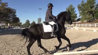 Auwen Fan North Star Carlos Lopez - First Level, Test 2 - Icc Fall Cds Rated Show 2024