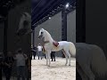 خيل عربي اصيل بطل بطولات 