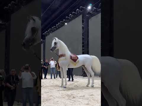 خيل عربي اصيل بطل بطولات 