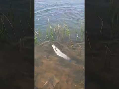 Waluga Fishing Moizfishing Fishing 