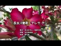 テレサ・テン/長良川艶歌
