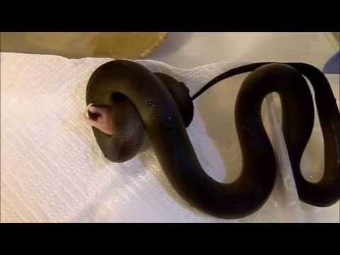 BCHerpermonn Contest - Water python eating