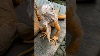 Kicau kicau - Kicau Mania #kicaumania#kicau#kicaumanianusantara#joget#funny#dance#viral#virals#virus