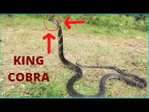 INCRÍVEL Á MAIOR SERPENTE VENENOSA  DO MUNDO KING COBRA