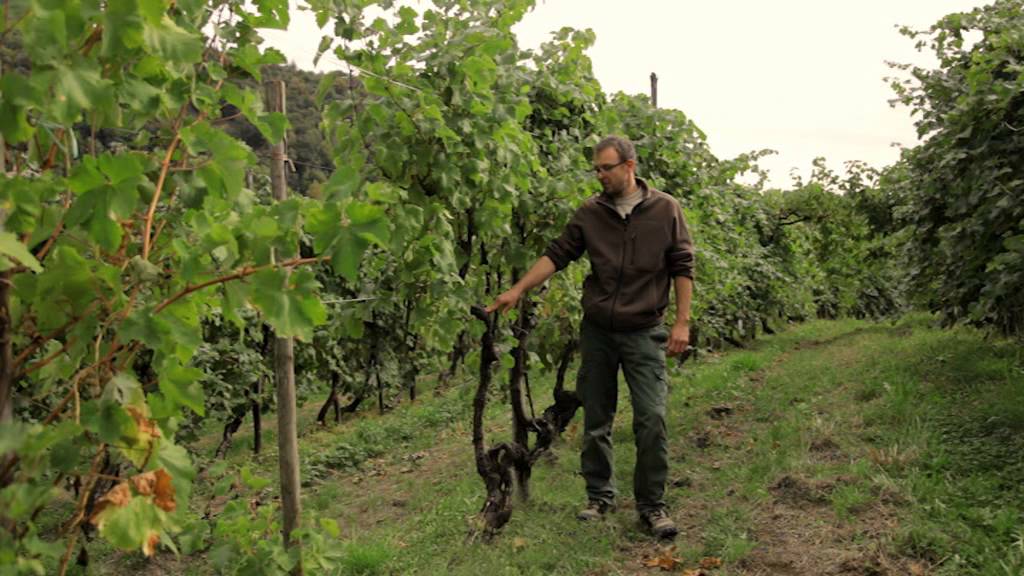 Conegliano Valdobbiadene Academy - Video nr 2: Il Territorio