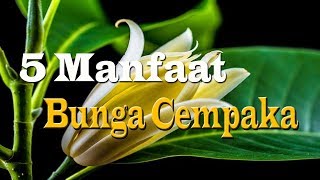 Download lagu wow..inilah.. 5 manfaat bunga cempaka bagi kesehatan kita.