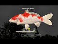 Как и где поймать цветного карпа на Медном | Boroda Fishing