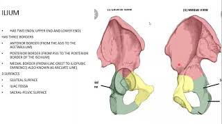 INTRODUCTION TO THE LOWER LIMB PART ONE