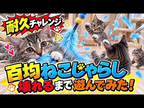 ねこチャックの日常 最新動画 【耐久検証】100均の猫じゃらし、子猫たちが壊すまで何分かかる？