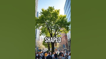 Ginkgo