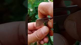 sambungpucuk batang cabe grafting ep 624 #grafting #pepperplants #gardening #cabe #sambungpucuk