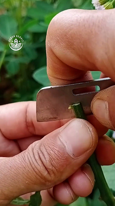 sambungpucuk batang cabe grafting ep 624 #grafting #pepperplants #gardening #cabe #sambungpucuk
