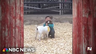 Download Lagu Young boy places fourth but wins hearts at goat show MP3 Download Lagu Young boy places fourth but wins hearts at goat show MP3