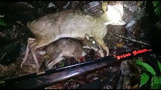 Gas Terus Berburu Kancil