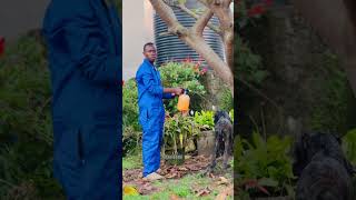 Nib Utunz Imbwa Ib Urabikeneye