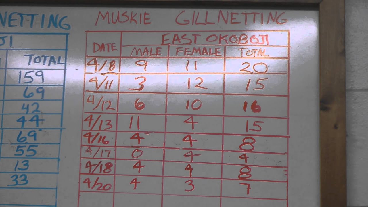 2013 Gill Netting Stats. for Northern, Walleye and Muskie, Spirit Lake